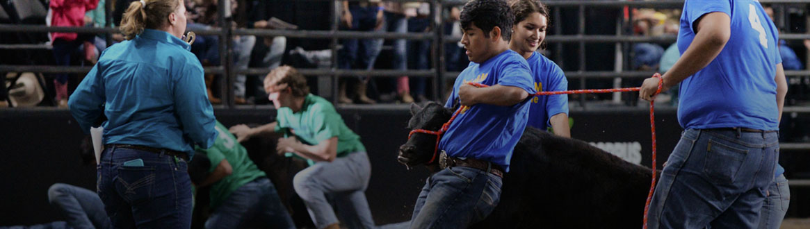 Showing some cowboys roping a steer.