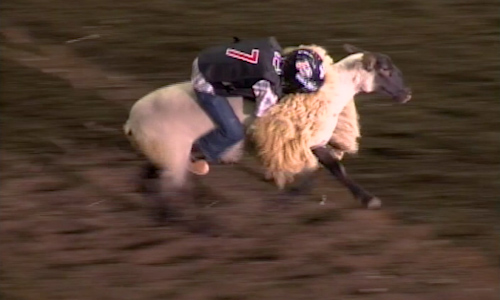 Showing a young boy riding a sheep during the mutton bustin event.